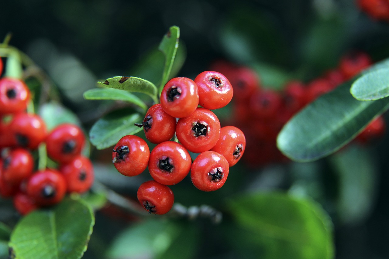 墨尔本的最 墨尔本的最